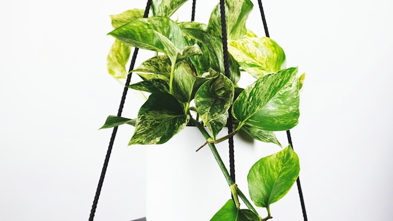 欧冠联赛淘汰赛阶段球员庆祝进球的激动场面